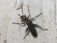 Oedemera croceicollis