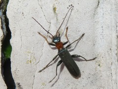 Oedemera croceicollis