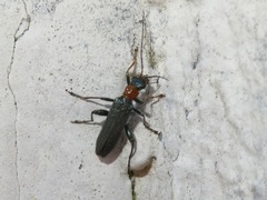 Oedemera croceicollis