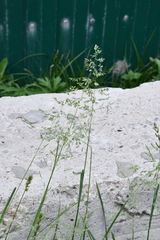 Poa pratensis