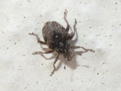 Rhinoncus bruchoides