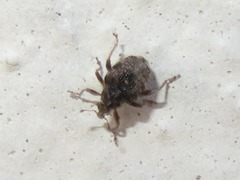 Rhinoncus bruchoides