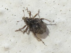 Rhinoncus bruchoides