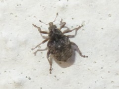 Rhinoncus bruchoides