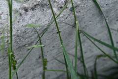 Poa pratensis