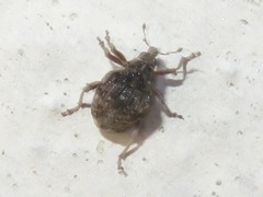 Rhinoncus bruchoides