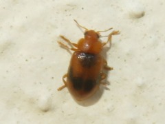 Coccidula scutellata