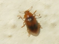 Coccidula scutellata