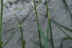 Poa pratensis
