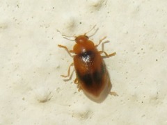 Coccidula scutellata