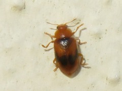 Coccidula scutellata