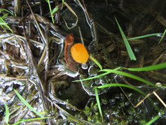 Mitrula lunulatospora