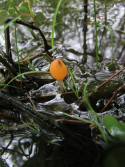 Mitrula lunulatospora