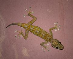 Ptyodactylus togoensis