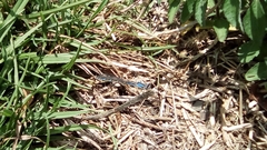 Argia sedula