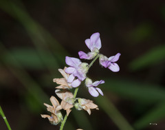 Orbexilum pedunculatum