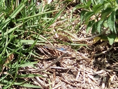 Argia sedula