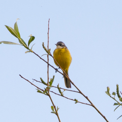 Motacilla flava iberiae
