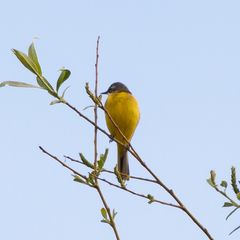 Motacilla flava iberiae