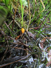 Mitrula lunulatospora