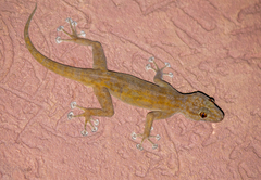 Ptyodactylus togoensis