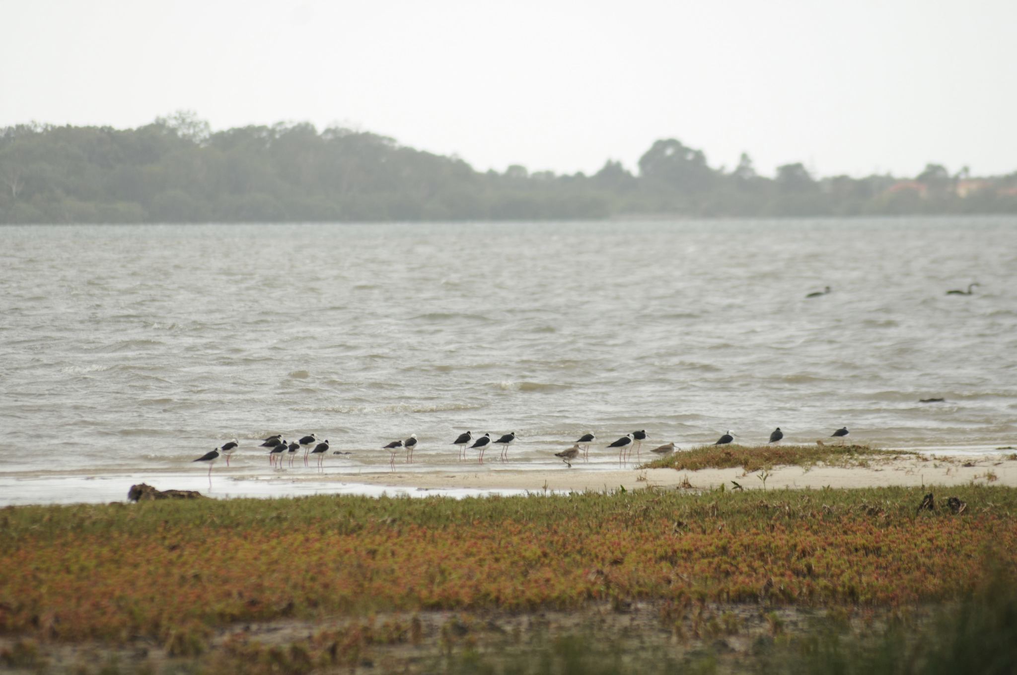 Pied Stilt