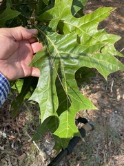 Quercus laevis image