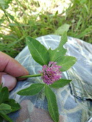 Trifolium pratense