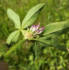 Trifolium pratense