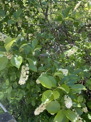 Prunus virginiana