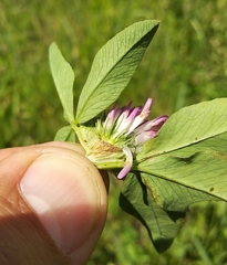 Trifolium pratense
