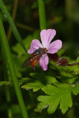 Rhingia campestris