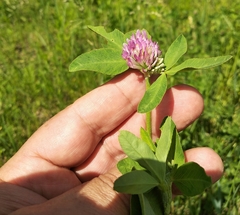 Trifolium pratense