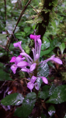 Brachystephanus lyallii