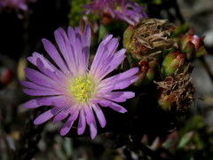 Lampranthus glomeratus