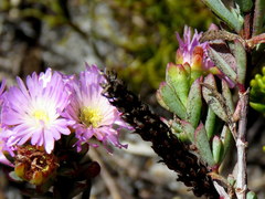 Lampranthus glomeratus