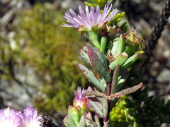 Lampranthus glomeratus