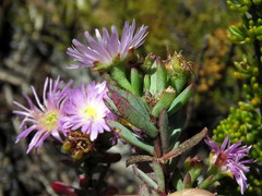 Lampranthus glomeratus