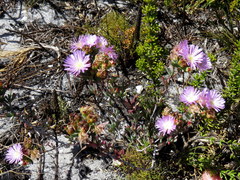 Lampranthus glomeratus