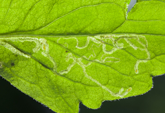 Phytomyza erigeronis