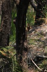 Chlamydosaurus kingii