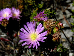 Lampranthus glomeratus