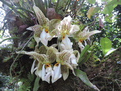 Stanhopea ruckeri