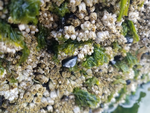 photo of Blue Mussel Complex (Mytilus edulis)
