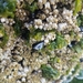 photo of Blue Mussel Complex (Mytilus edulis)