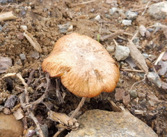 Bonomyces