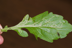 Phytomyza erigeronis