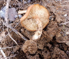 Bonomyces
