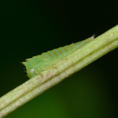 Stictocephala militaris