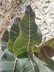 Asclepias humistrata image